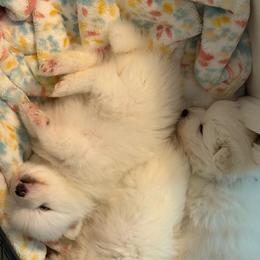 Orange - White male Japanese Spitz puppy in Madison, Alabama from Cinabell Japenese Spitz