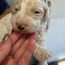 Girl 3 Coral - Parti female Goldendoodle puppy in Lumberton, Texas from Southeast Texas Goldendoodles