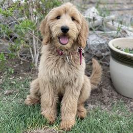Goldendoodle Puppies from Golden Rule Doodles