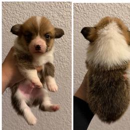 Boy 3 - Red male Pembroke Welsh Corgi puppy in Helmville, Montana from Calie’s Corgis