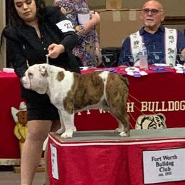 Woodrow  - Bulldog