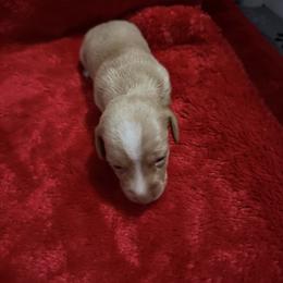 Girl 4 - Red female Dachshund puppy in Ponce De Leon, Florida from Brittany's Dachshunds