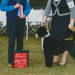 Portuguese Water Dogs from Sailor’s Portuguese Water Dogs