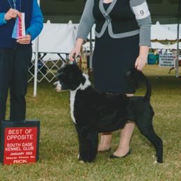 Portuguese Water Dogs from Sailor’s Portuguese Water Dogs