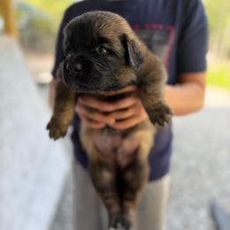 Lime green -Boy - Yellow male Leonberger puppy in Gilmanton, New Hampshire from Stonewall Leonbergers