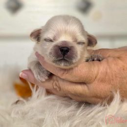Green collar - Cream male Pekingese puppy in Conroe, Texas from SFLK