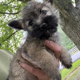 Cairn Terrier Puppies from Shining Waters Farm