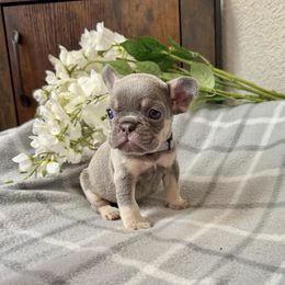 Lily - Tricolors female French Bulldog puppy in Colorado Springs, Colorado from Sun Mountain Frenchies