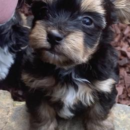 Yorkshire Terrier Puppies from Coffeycup Yorkies