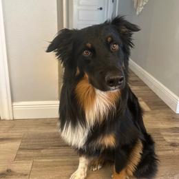 Australian Shepherd All Grown Up from RyCharlian Oaks