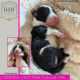 SEDONA - Black and white female Sheepadoodle puppy in Charlo, Montana from Heavenly Hilltop Farm