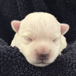 Holly Berry - White female West Highland White Terrier puppy in Roper, North Carolina from SoundHaven Westies