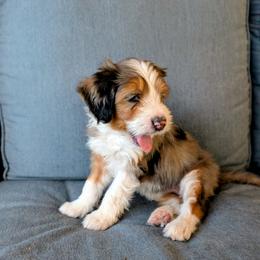 Magnolia - Blue merle female Bernedoodle puppy in Gilbert, Arizona from San Tan Doodles