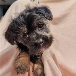 Bella - Phantom female Poodle puppy in Bartlesville, Oklahoma from Winchester's Magic Yorkipoos & Poodles