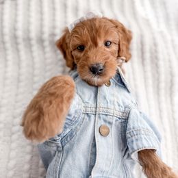 Beam - Red  female Goldendoodle puppy in Greencastle, Indiana from Willow & Co.
