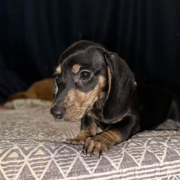 Eric 2700 - Brindle male Dachshund puppy in Gatesville, Texas from Emily’s Doxie Domain