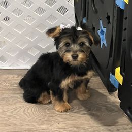 Yorkshire Terrier Puppies from McLaughlin’s Minis