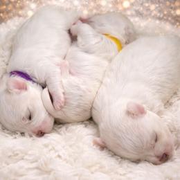 Maltese puppies from Maltese Love