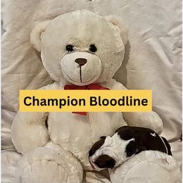 Moon Pie - Chocolate tri-color male Bulldog puppy in Tremonton, Utah from Snuggle Pups