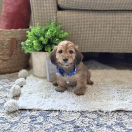 F1B Meet Lad :) - Sable male Cavapoo puppy in Centerville, Iowa from Barnyard Dachshunds, Dals & Doodles