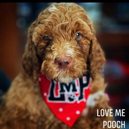 Australian Labradoodle and Double Doodle Puppies from Love Me Pooch