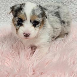 BELLA - Blue merle and white female American Corgi puppy in Walker, Iowa from Double K Corgis
