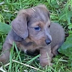 Dachshunds from Coleys Doxies