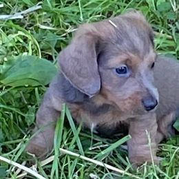 Dachshunds from Coleys Doxies