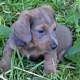 Dachshunds from Coleys Doxies