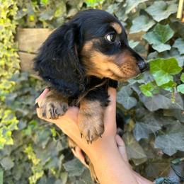 Black and Tan Boy - Black and tan male Dachshund puppy in California from Wild Weenies - Dachshund Ranch