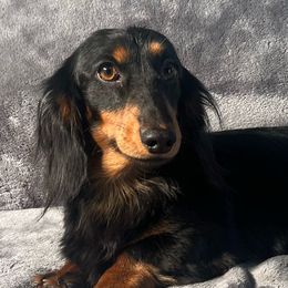 Ozzie - Dachshund