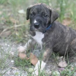 Lingini - Brindle male Great Dane puppy in Lehigh Acres, Florida from Florida Wrinkles