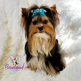 SHADOW The Handsome King - Yorkshire Terrier
