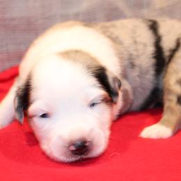 Beau - Blue merle male Australian Shepherd puppy in Plantersville, Texas from Jak Se Auss