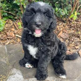 Orange - Black and white female Sheepadoodle puppy in Archer, Florida from Gainesville Sheepadoodles