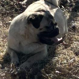 Mia - Pug