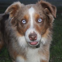 Rover  - Miniature Australian Shepherd