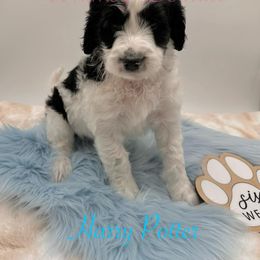 Bernedoodle Puppies from Whimsy Doodles