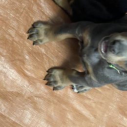 Dachshund and Doberman Pinscher Puppies from Cornerstone Dobermans