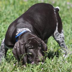 German Shorthaired Pointer Puppies from Magic City Gun Dogs