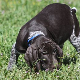 German Shorthaired Pointer Puppies from Magic City Gun Dogs