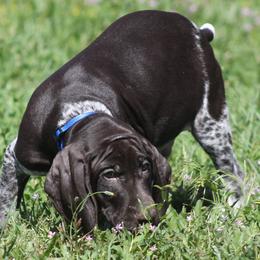 German Shorthaired Pointer Puppies from Magic City Gun Dogs