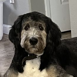 Charlotte - Bernedoodle
