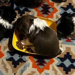 Shih Tzu Puppies from Beachamp’s Shih tzu’s