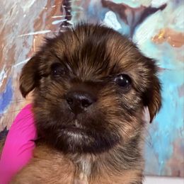 Snicker - Black and gold female Shorkie puppy in Florida from Shorkie Land