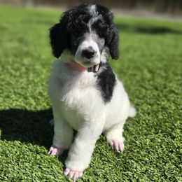 Sabine - Parti female Poodle puppy in Patterson, California from Paterson Poodles