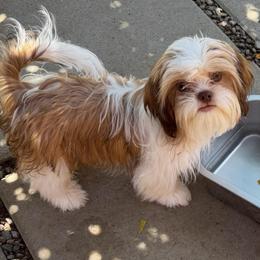 Freddy - Gold and white male Shih Tzu puppy in Victorville, California from RUMBLE n TUMBLE