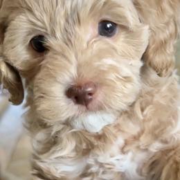 Goldendoodle All Grown Up from Scherrer Sweet Goldendoodles