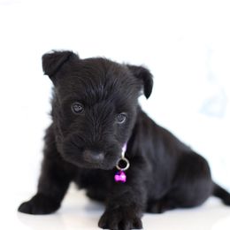 Nora - Black female Scottish Terrier puppy in Mount Joy, Pennsylvania from K&M Kennel