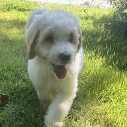 Lilly - White female Bernedoodle puppy in Columbia, Missouri from Silver Creek Pups